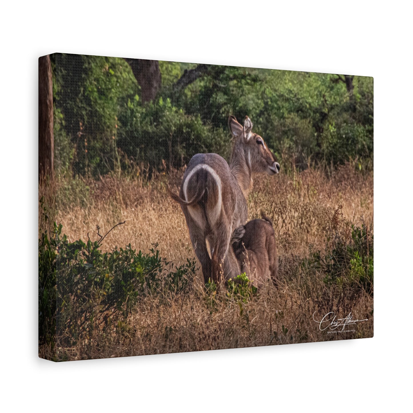 Matte Canvas, Stretched, 1.25" - Waterbuck and Baby