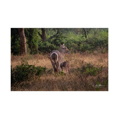 Rolled Posters - Waterbuck and Baby