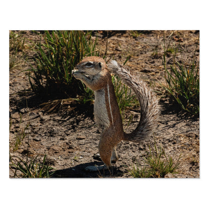 Jigsaw Puzzle (30, 110, 252, 500, 1000 Piece) - Ground Squirrel