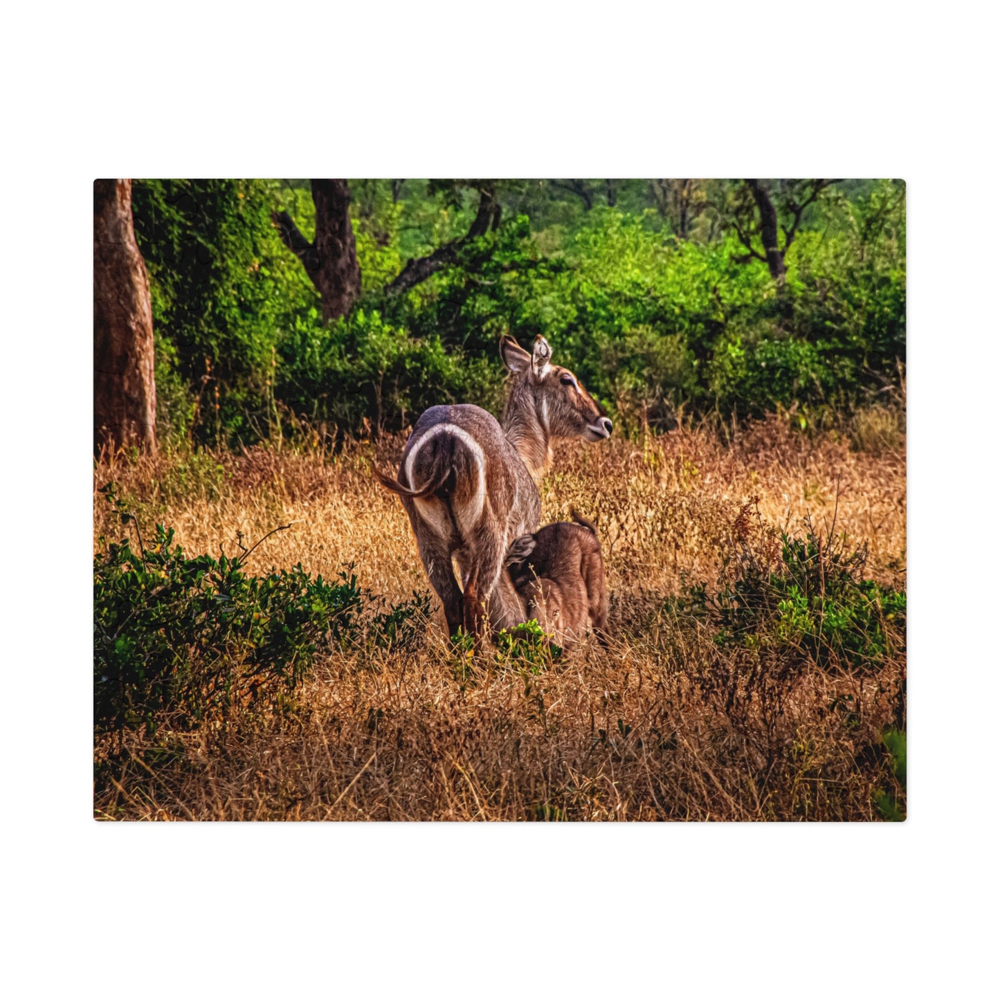 Waterbuck Photo Jigsaw Puzzle with Tin 10" × 8" (110 pcs)