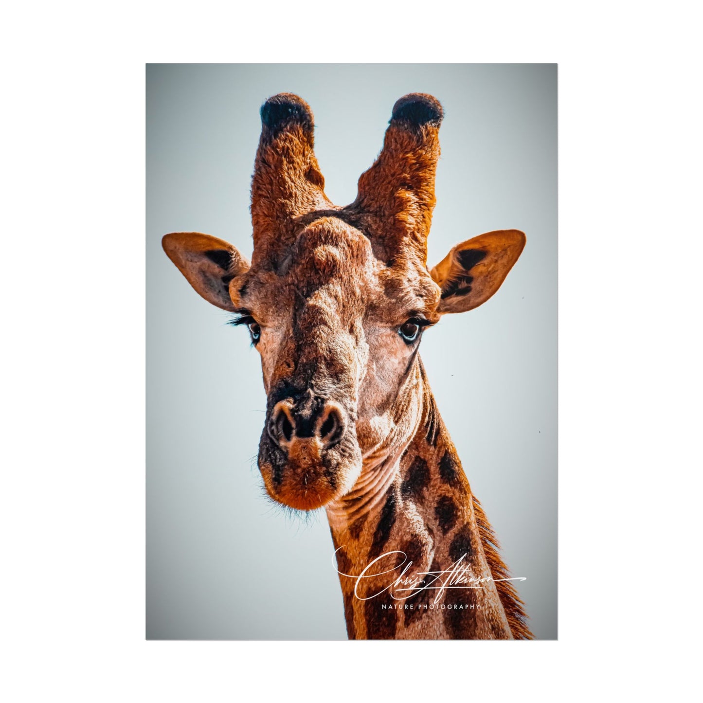 Portrait of Giraffe Poster 5" x 7" (Vertical) Matte