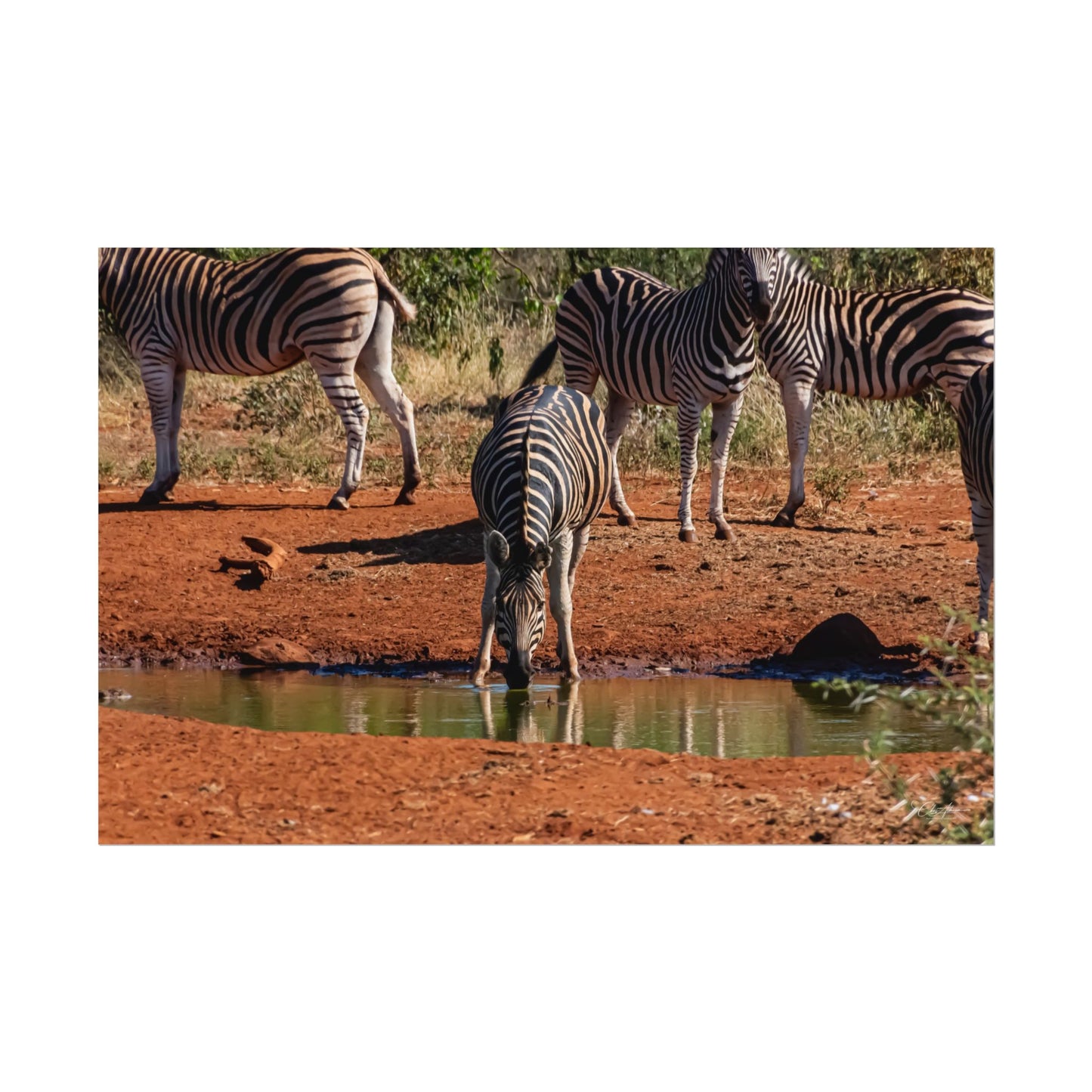 Rolled Posters - Zebra at Waterhole