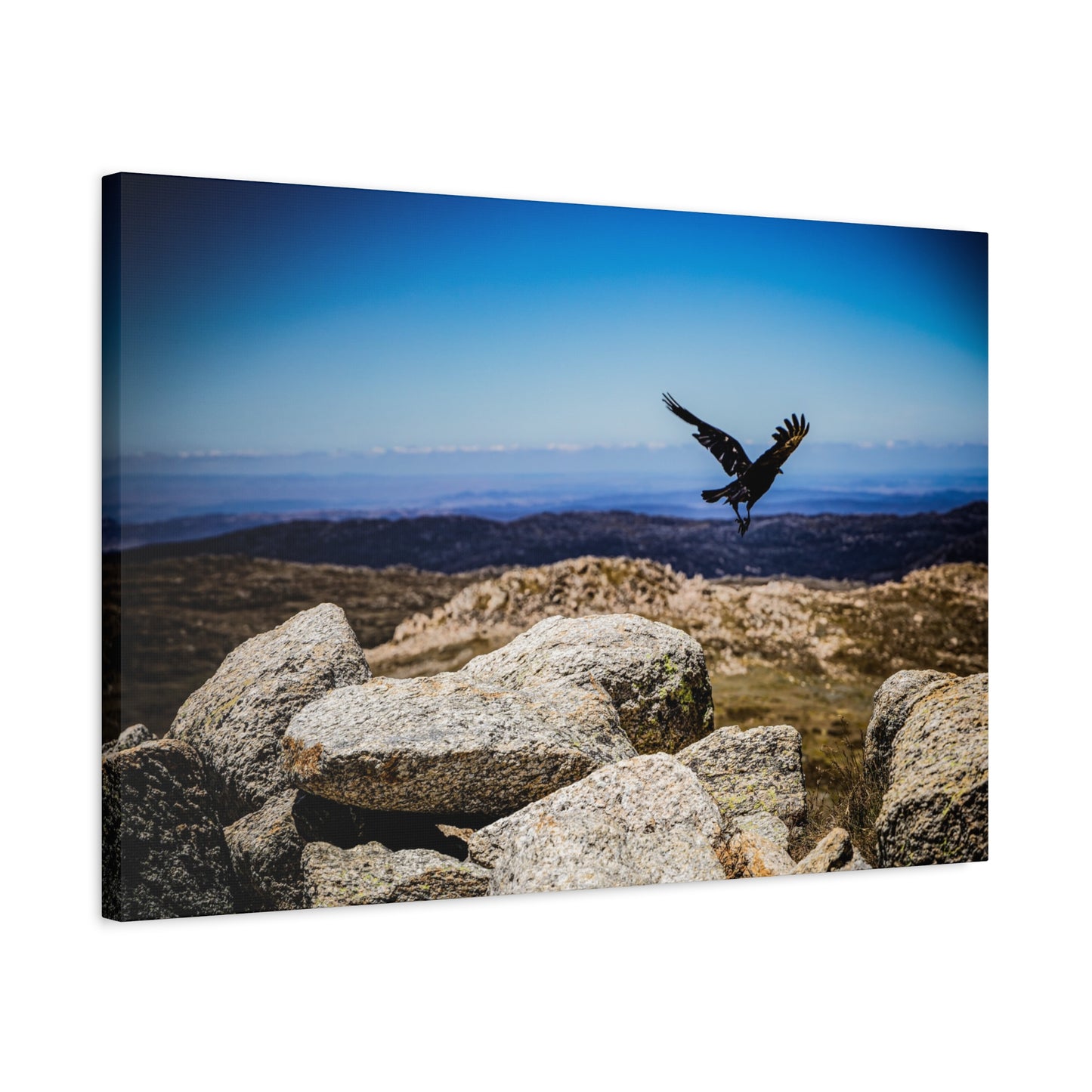 Little Raven Mt Kosciuszko Canvas Print