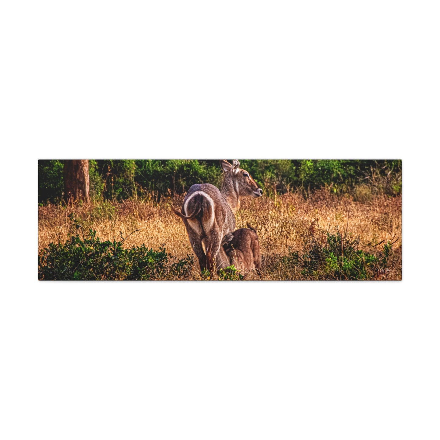 Waterbuck Nature Prints Matte Canvas 48" x 16" (Horizontal) 1.25"