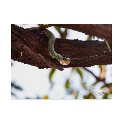 Rolled Posters - Spotted Bush Snake