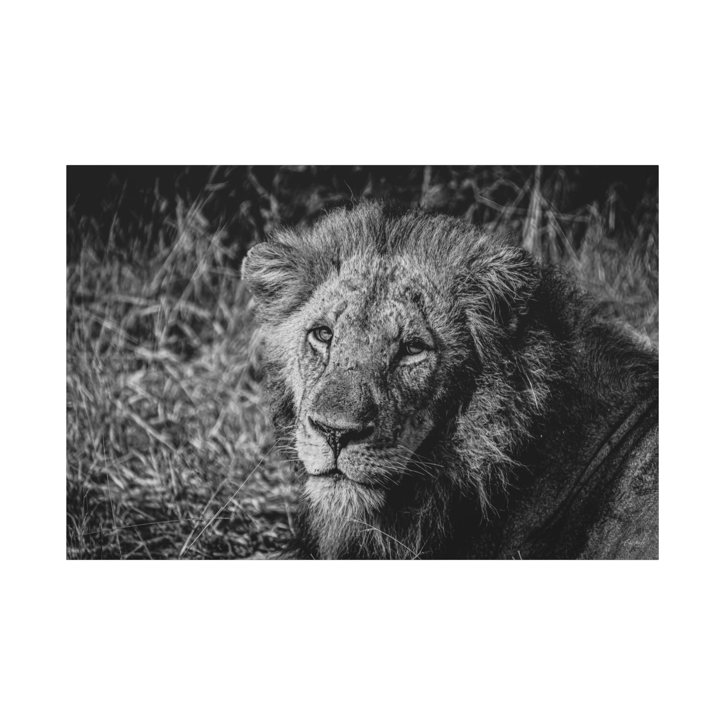 Old Lion Canvas Print B&W 60" x 40" (Horizontal) 1.25"