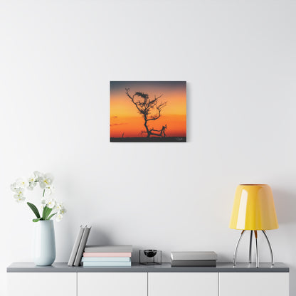 Matte Canvas, Stretched, 1.25" - Sunset over the Kalahari