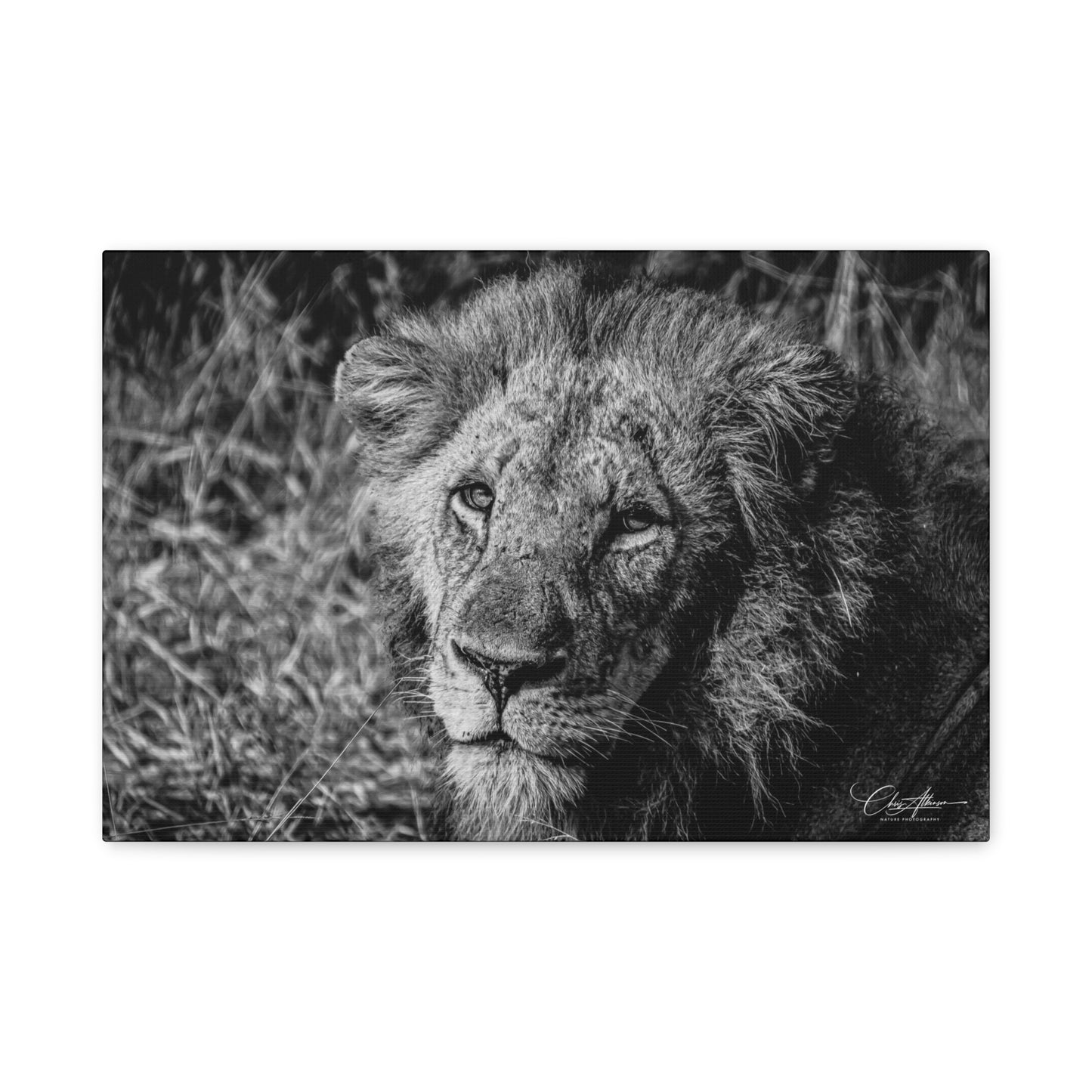 Old Lion Canvas Print B&W 18″ x 12″ (Horizontal) 1.25"