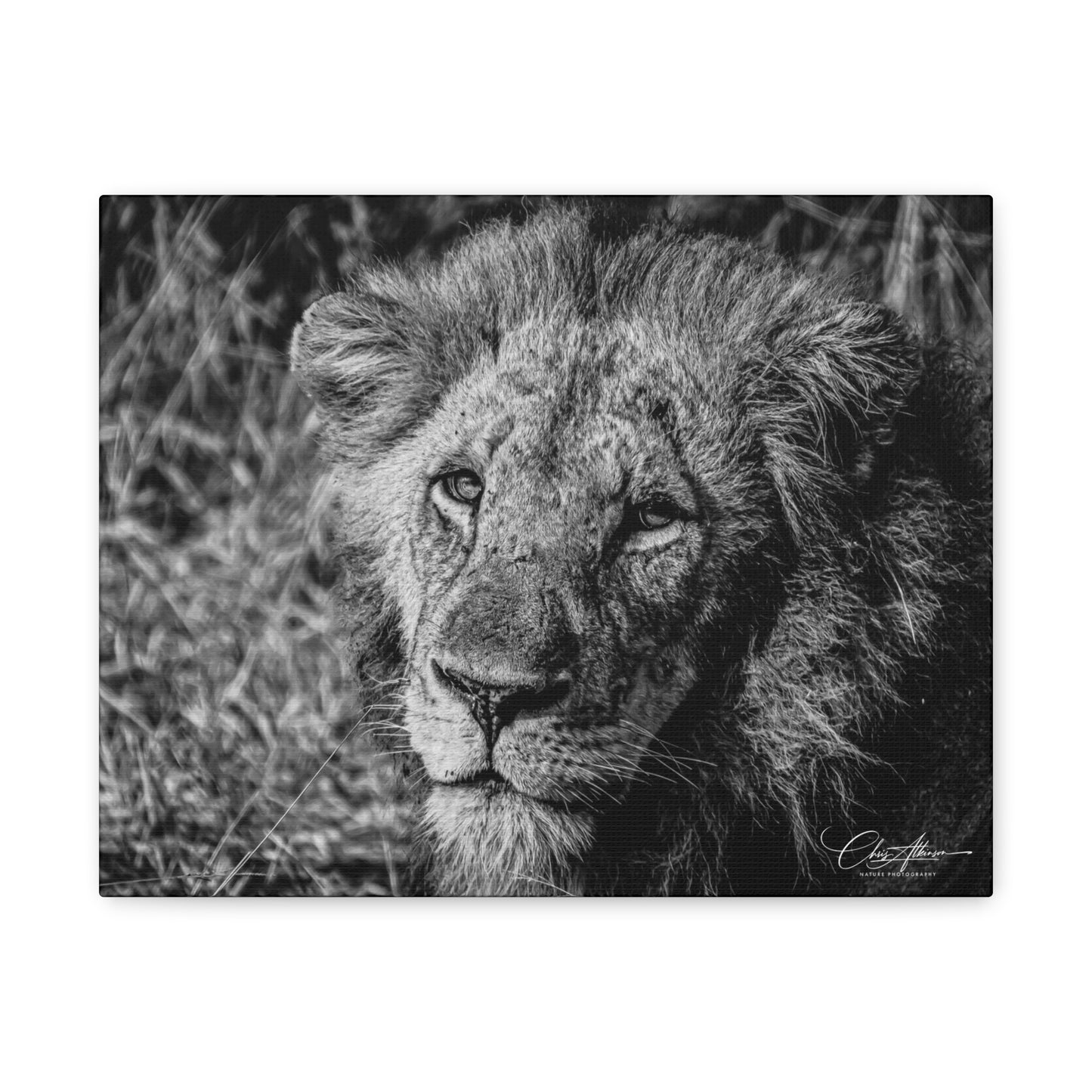 Old Lion Canvas Print B&W 14″ x 11″ (Horizontal) 1.25"