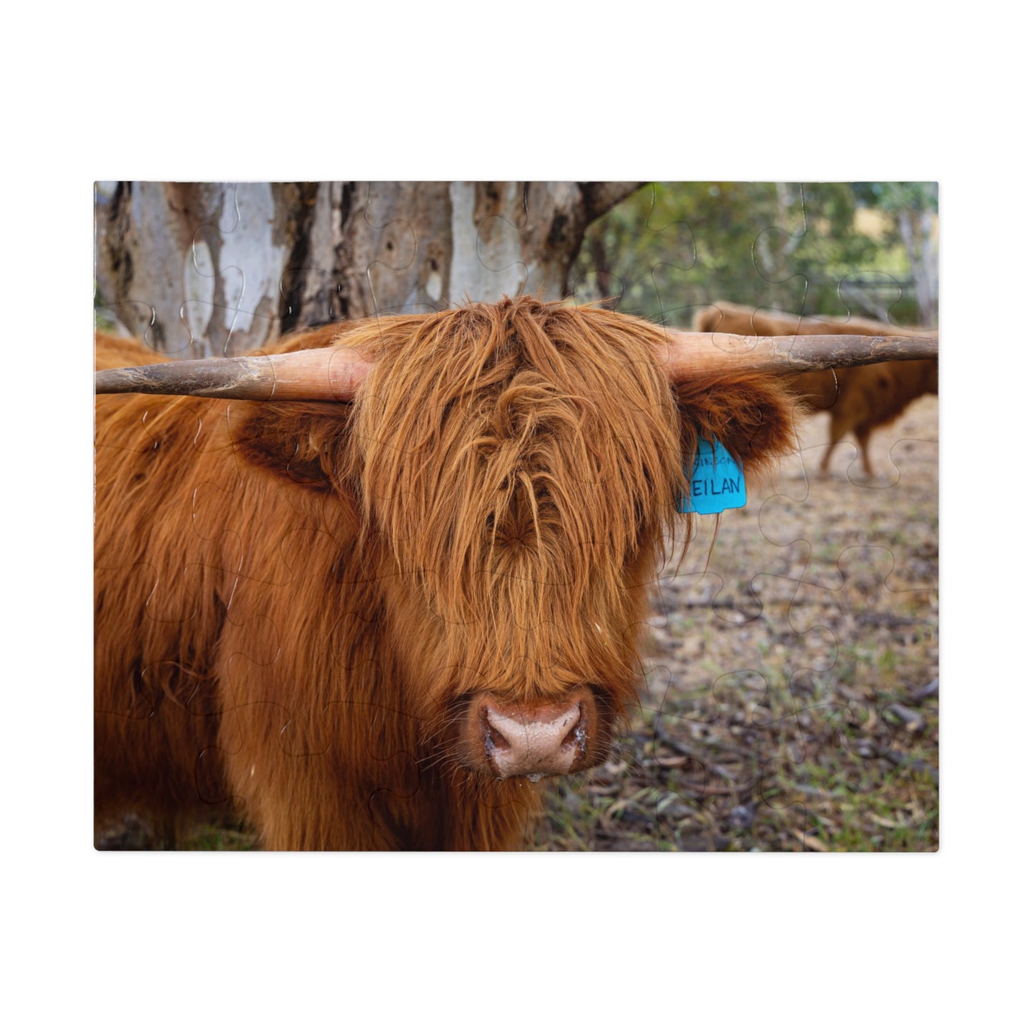 Scottish Highland Cattle Puzzle with Tin 10" × 8" (30 pcs)