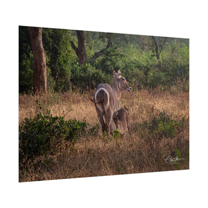 Rolled Posters - Waterbuck and Baby