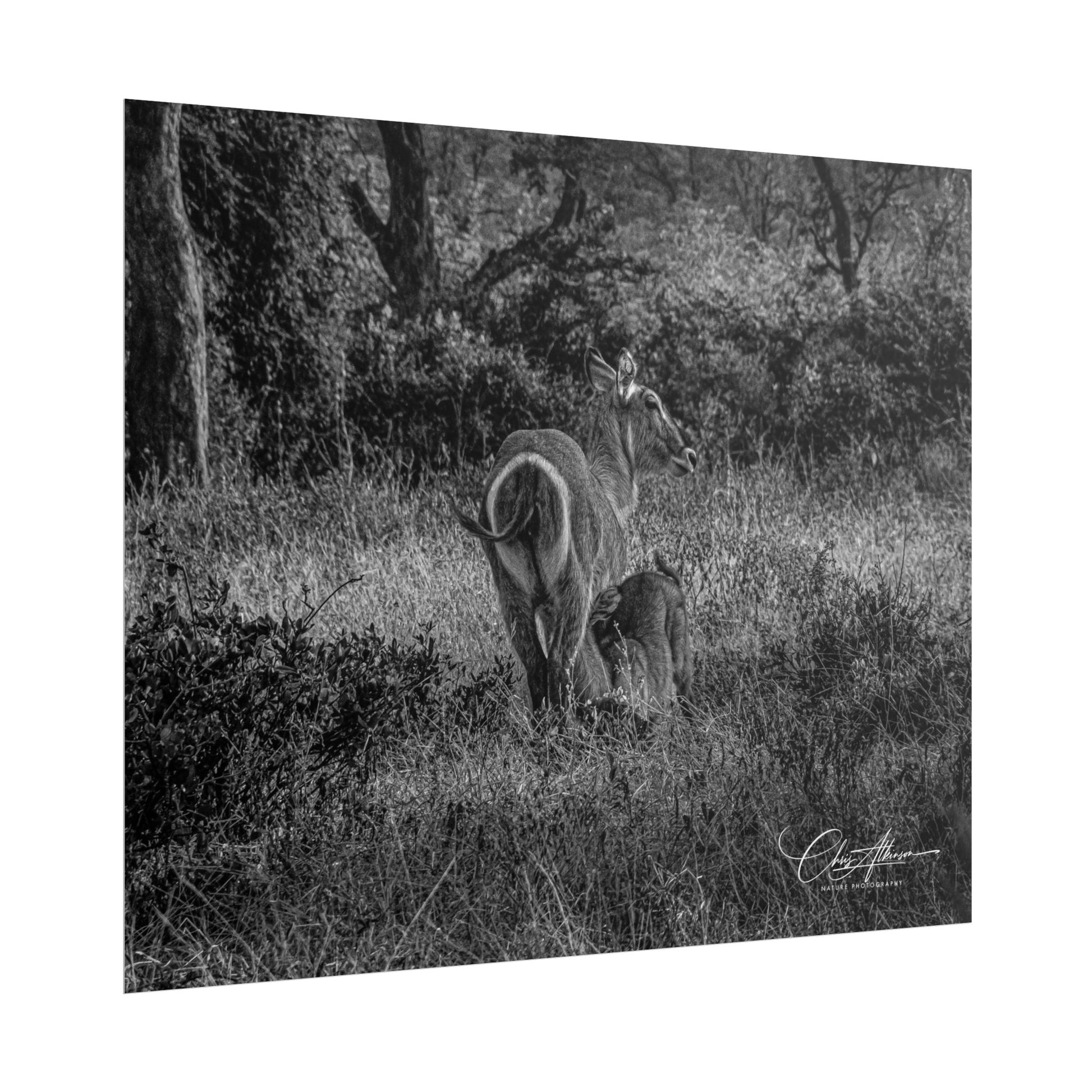 Waterbuck Baby Animal Posters B&W