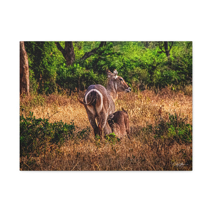 Waterbuck Nature Prints Matte Canvas 24″ x 18″ (Horizontal) 1.25"