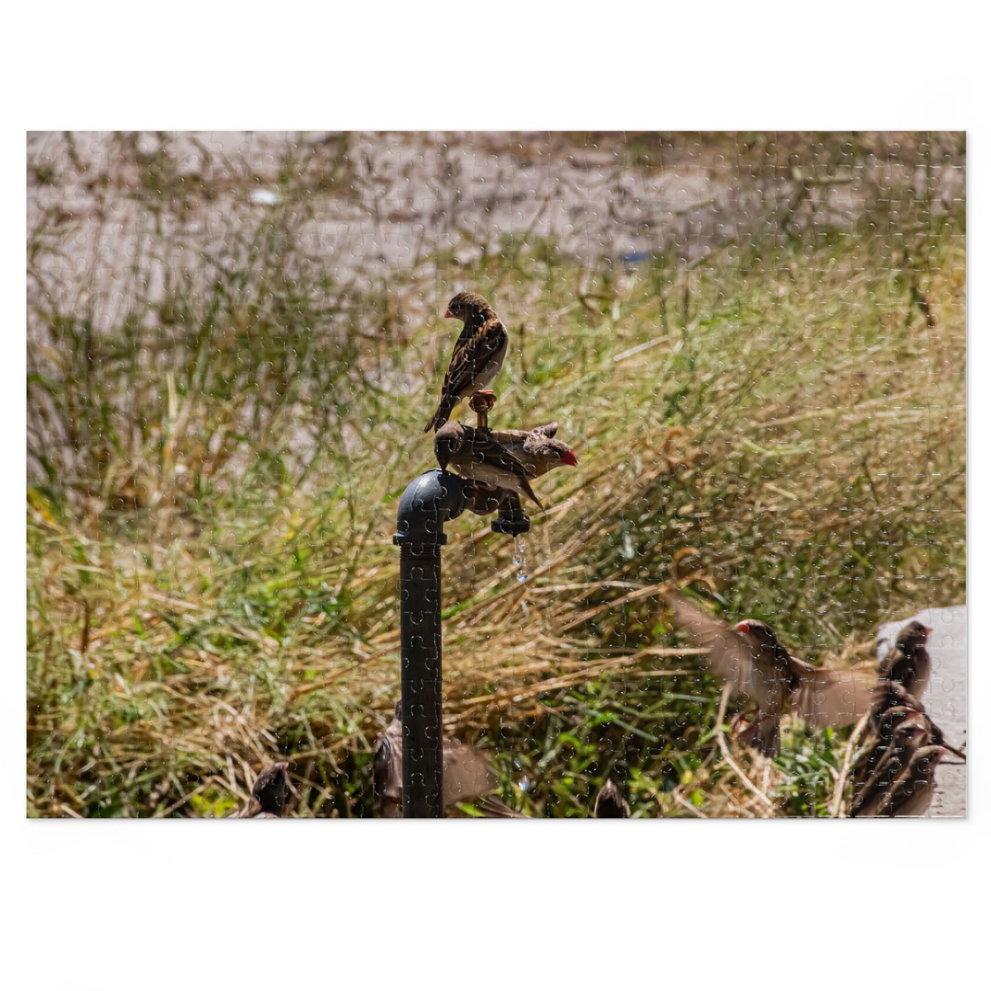 African Birds Jigsaw Puzzle with Tin 21" × 15.5" (500 pcs)