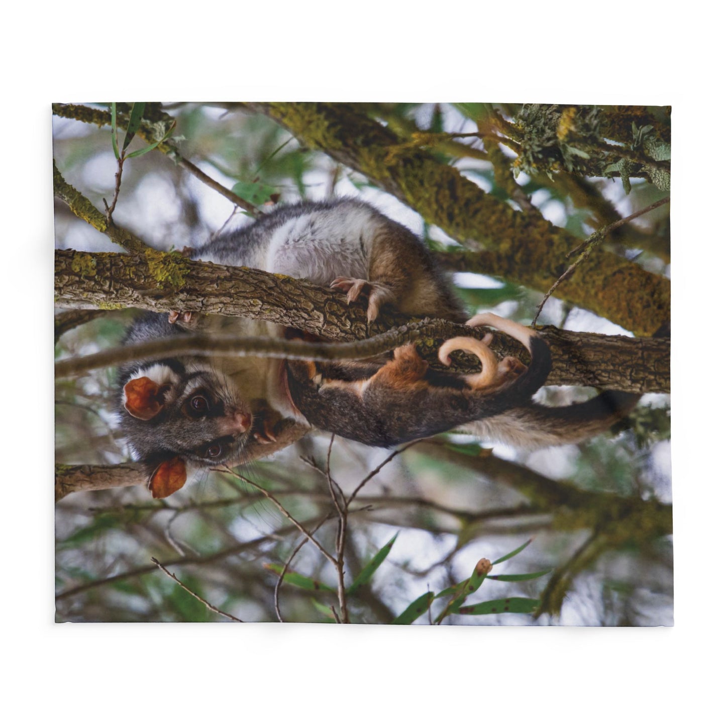 Arctic Fleece Blanket - Possum and Joeys