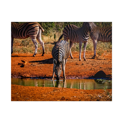 Rolled Posters - Zebra at Waterhole