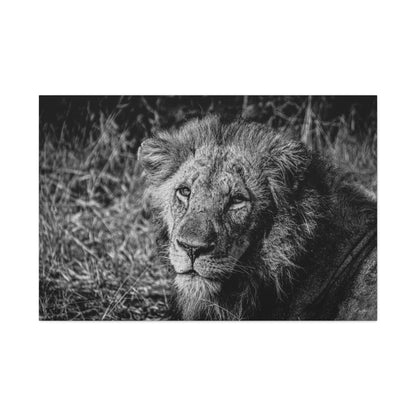 Old Lion Canvas Print B&W 48″ x 32″ (Horizontal) 1.25"