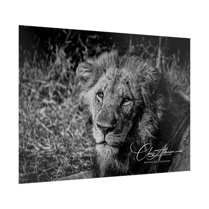 Rolled Posters - Old Lion B&W