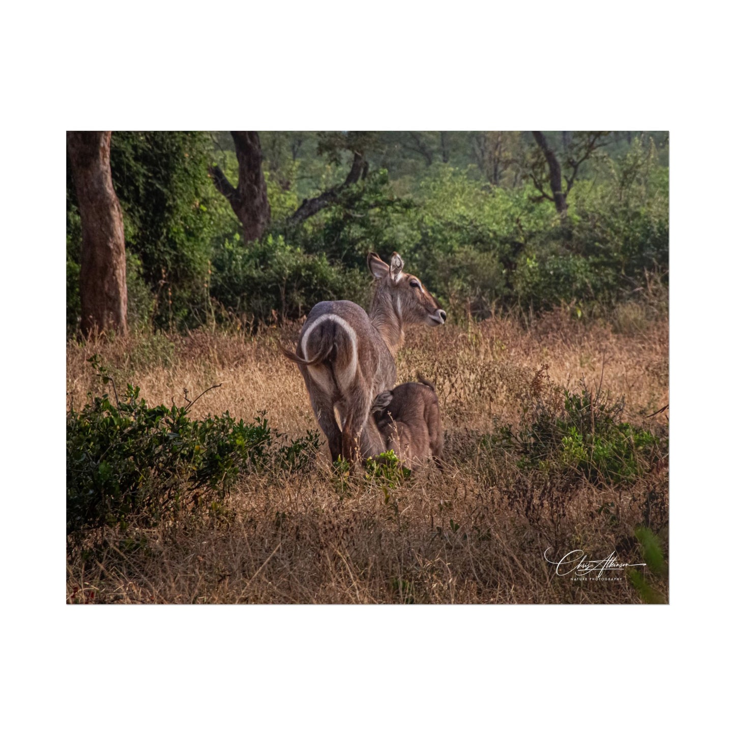 Rolled Posters - Waterbuck and Baby