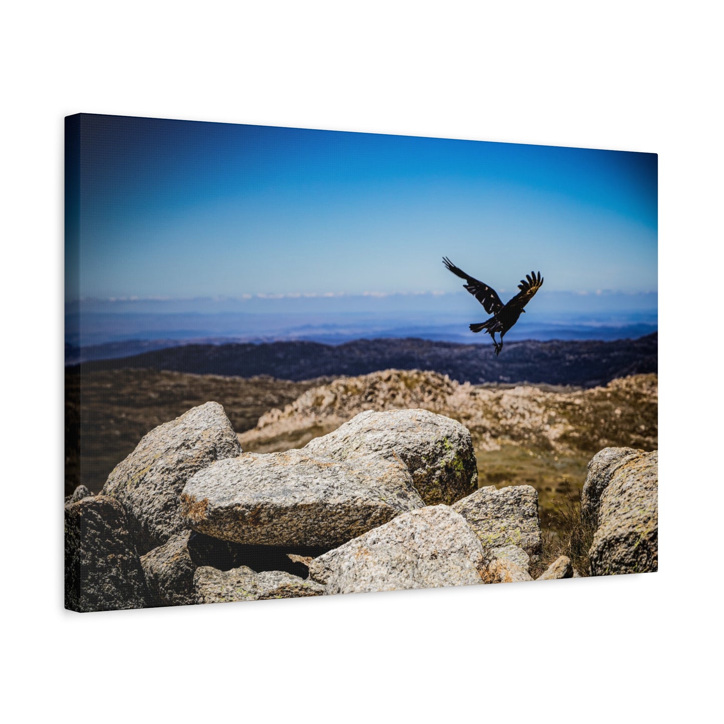 Little Raven Mt Kosciuszko Canvas Print