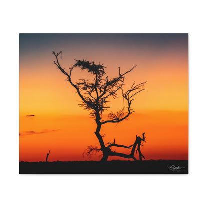 Matte Canvas, Stretched, 1.25" - Sunset over the Kalahari