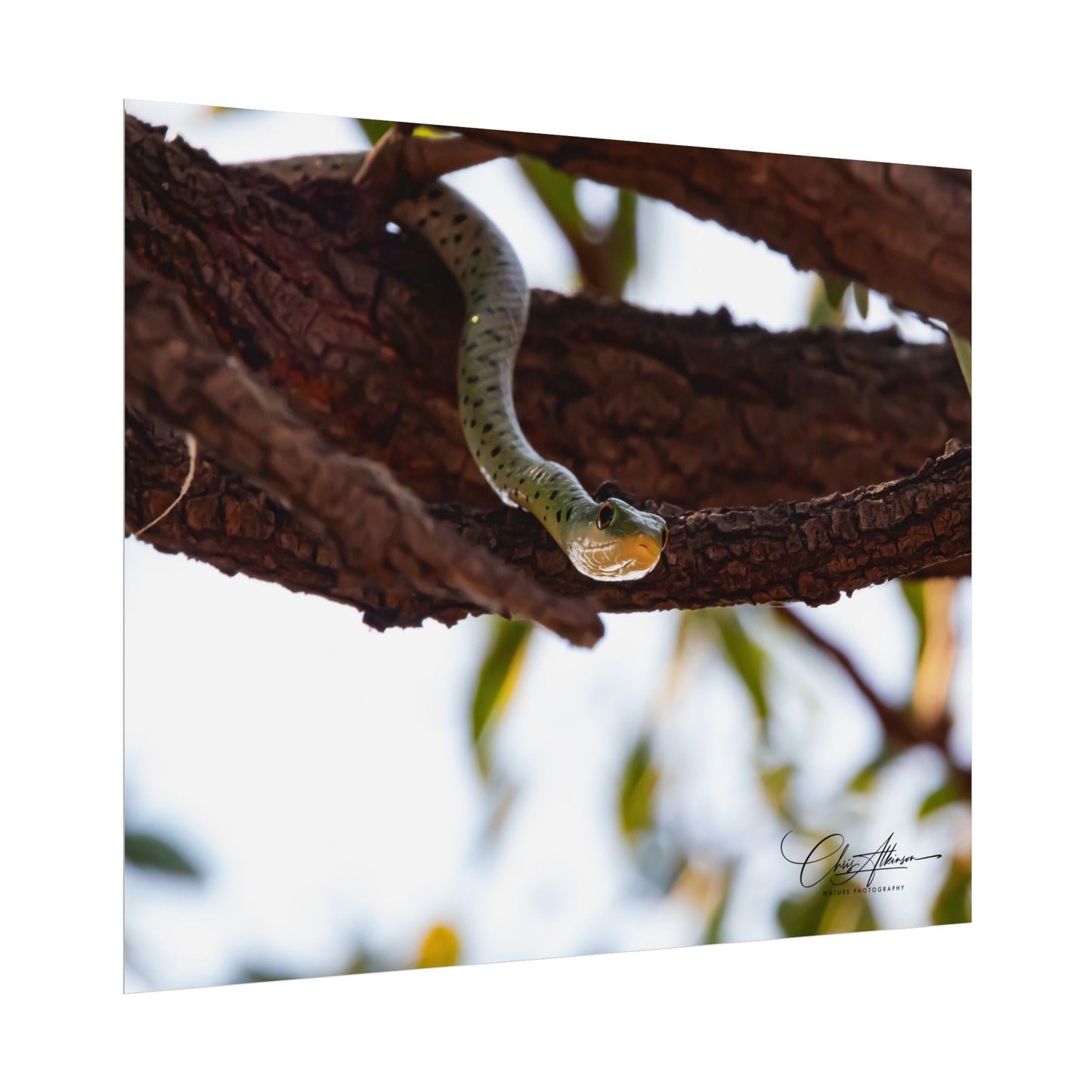 Rolled Posters - Spotted Bush Snake