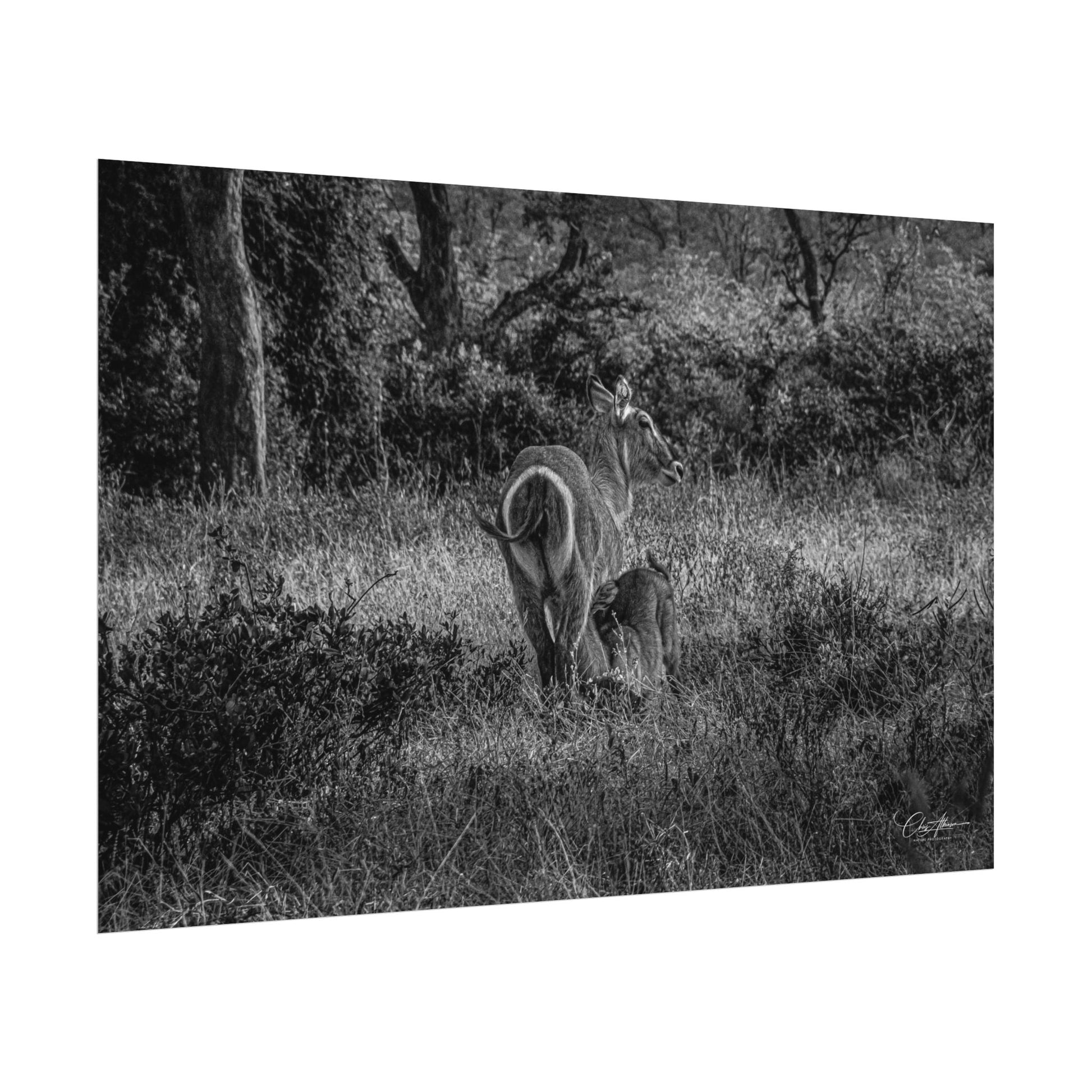 Waterbuck Baby Animal Posters B&W