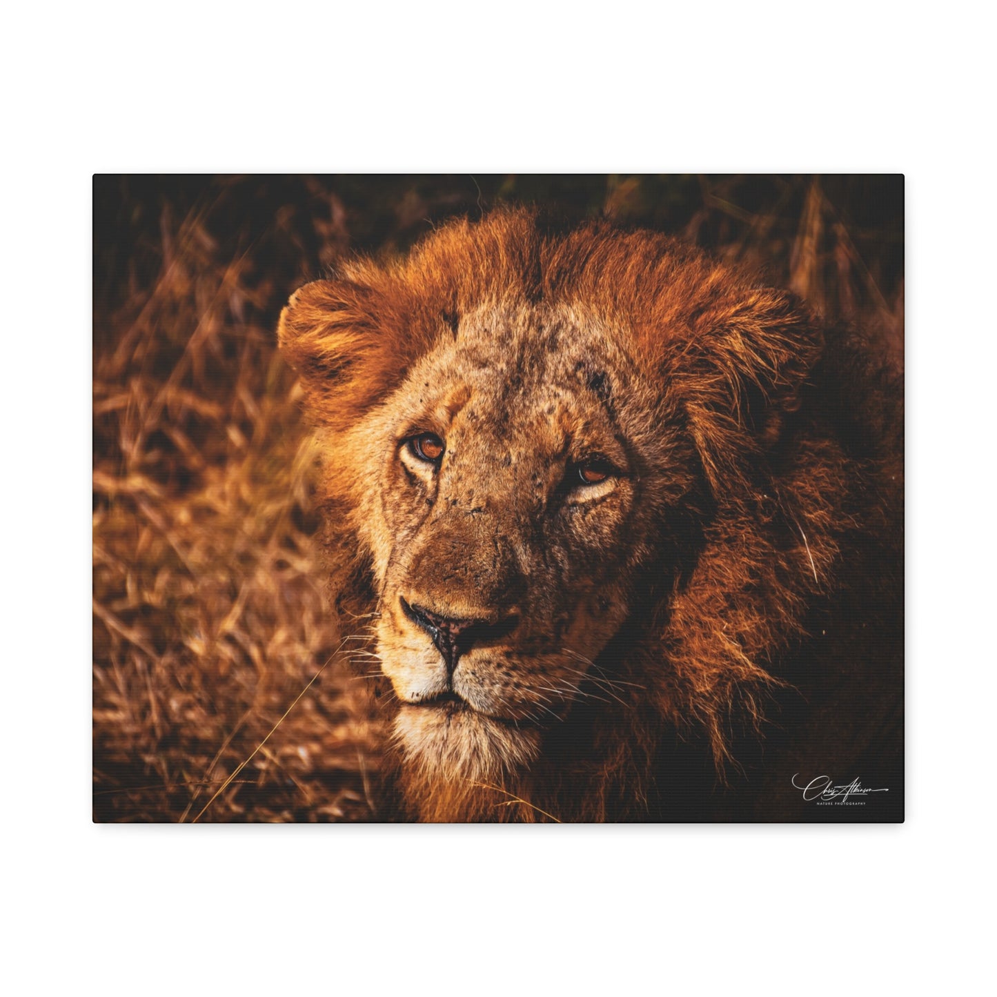 Old Lion Canvas Print 20″ x 16″ (Horizontal) 1.25"