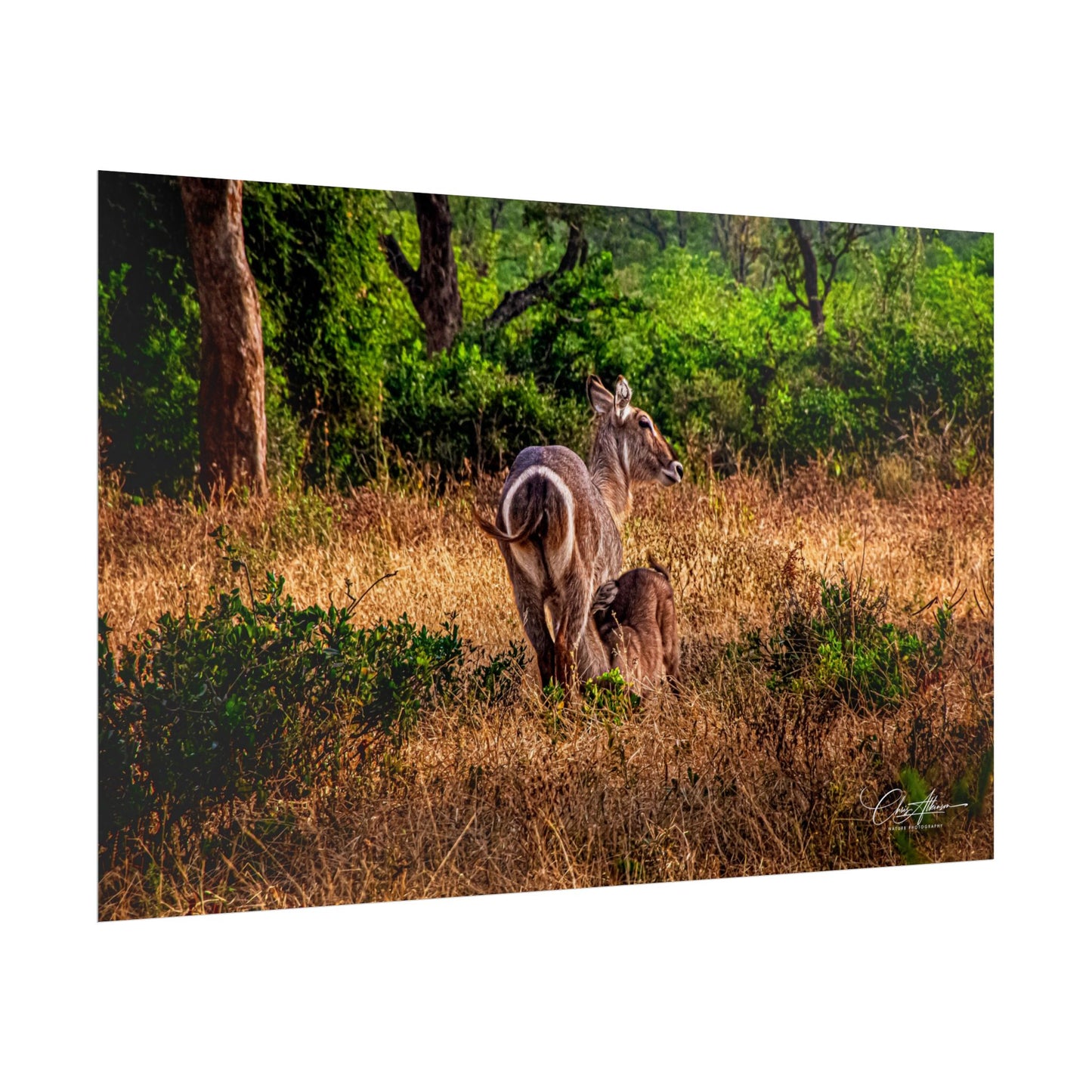 Rolled Posters - Waterbuck and Baby