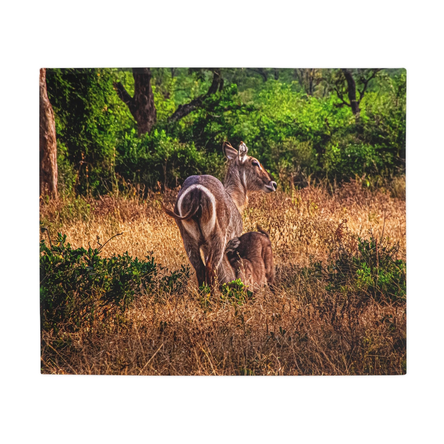 Waterbuck Plush Fleece Blanket 50" × 60"