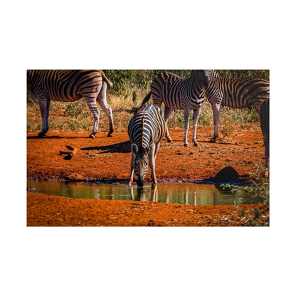 Rolled Posters - Zebra at Waterhole