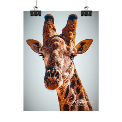 Portrait of Giraffe Poster