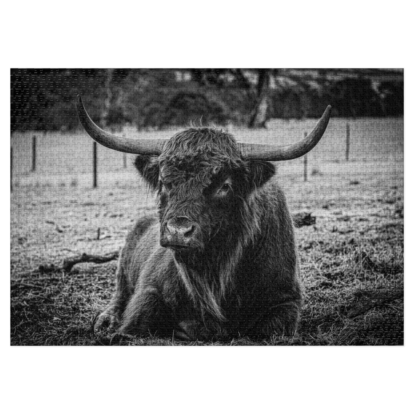 Scottish Highland Cattle Puzzle with Tin B&W 40" x 28" (2000 pcs)