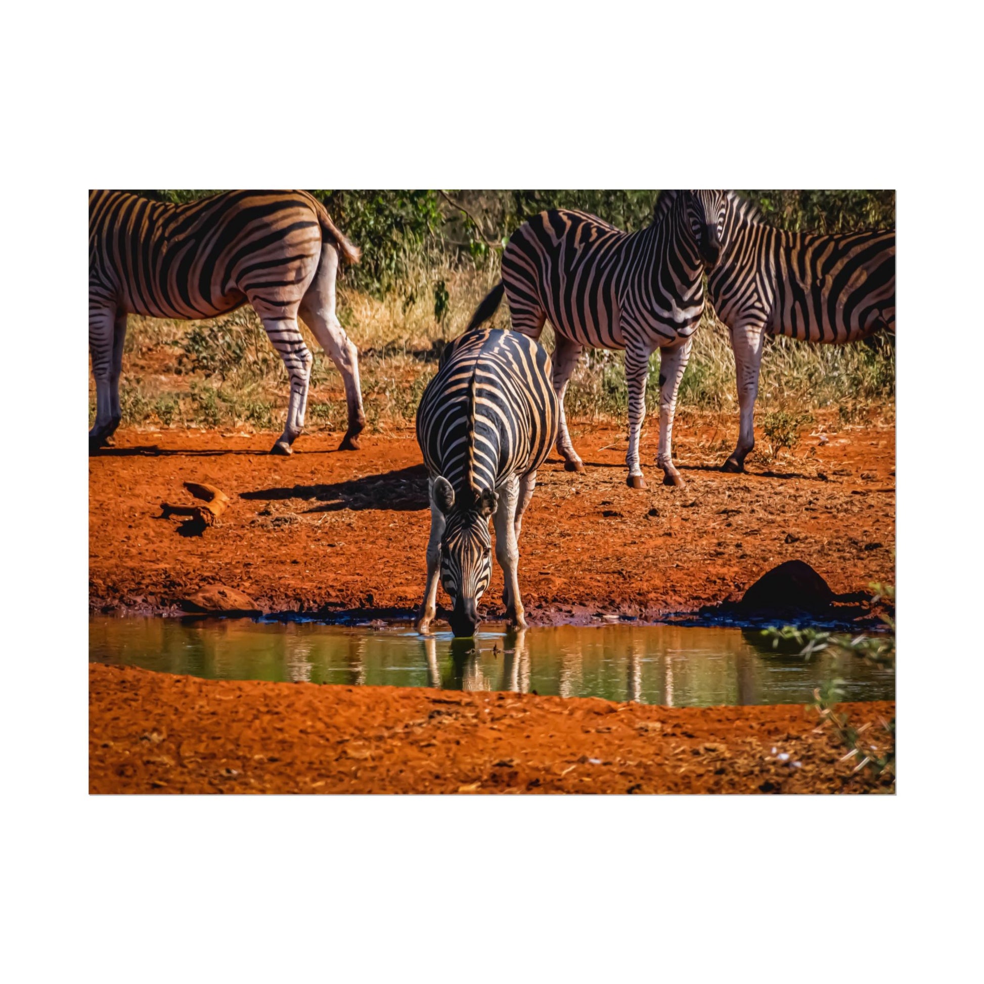 Rolled Posters - Zebra at Waterhole