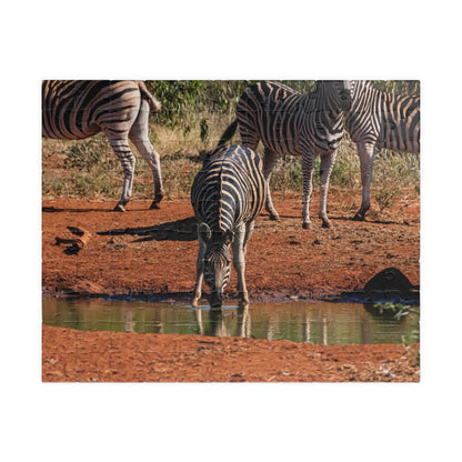 Puzzle (110, 252, 520, 1014-piece) - Zebra Drinking