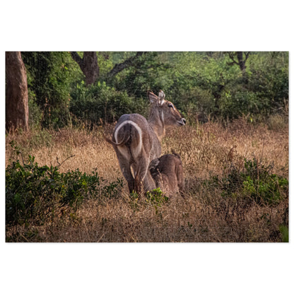 Jigsaw Puzzle (30, 110, 252, 500, 1000 Piece) - Waterbuck and Baby