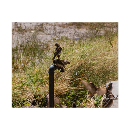 Rolled Posters - Birds and Dripping Tap