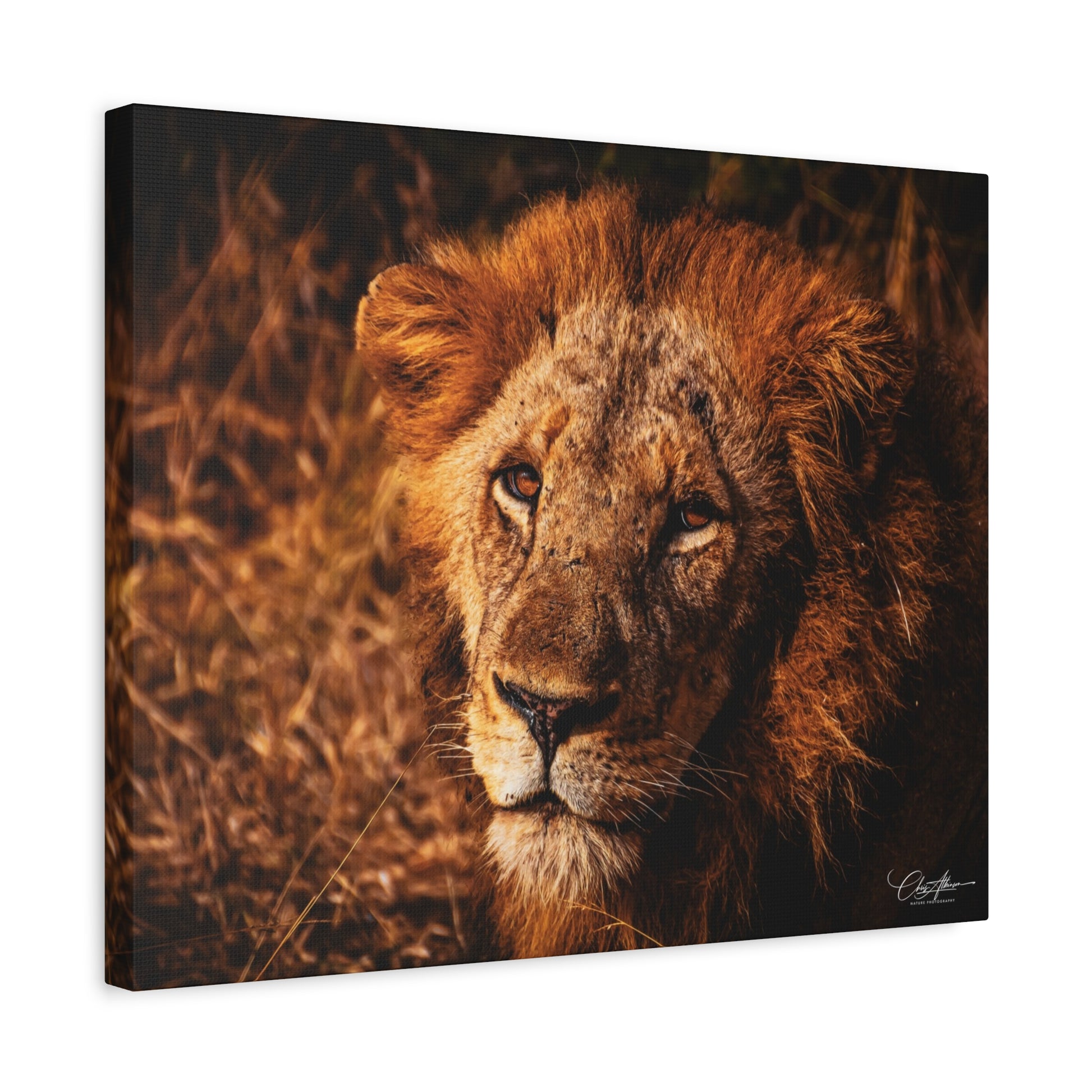 Old Lion Canvas Print