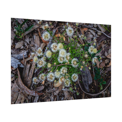 Rolled Posters - Australian Wildflower Collection