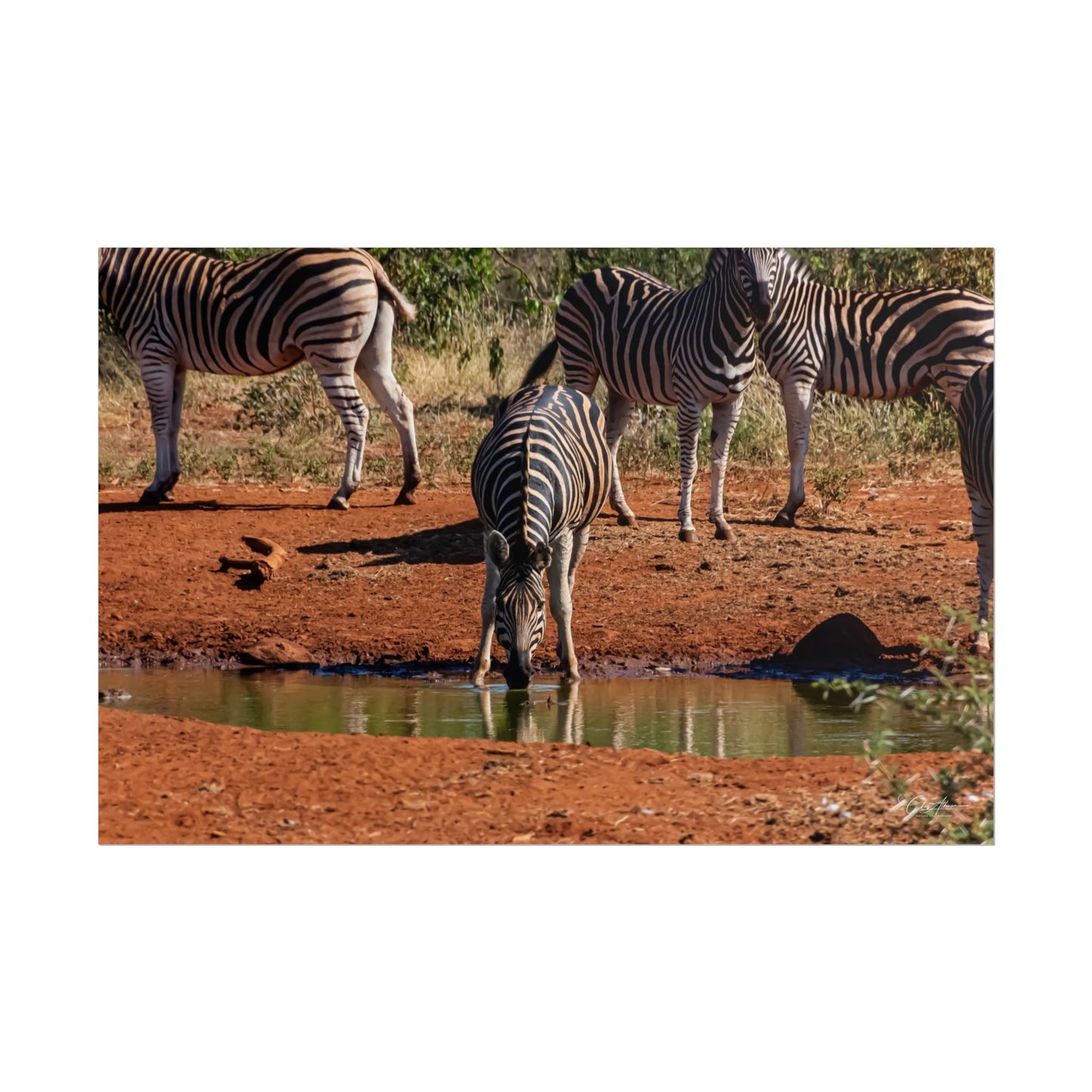 Rolled Posters - Zebra at Waterhole