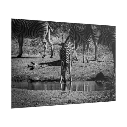 Rolled Posters - Zebra at Waterhole B&W