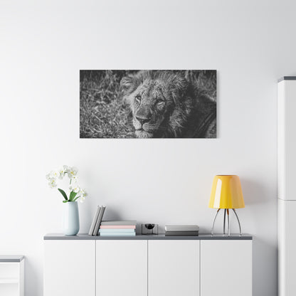 Old Lion Canvas Print B&W