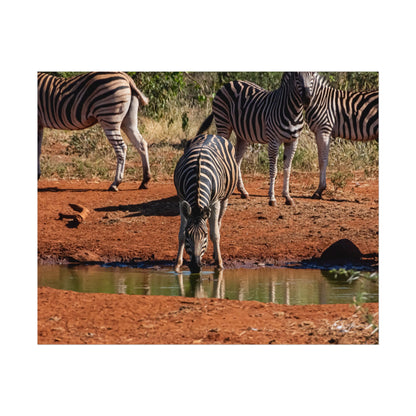 Rolled Posters - Zebra at Waterhole