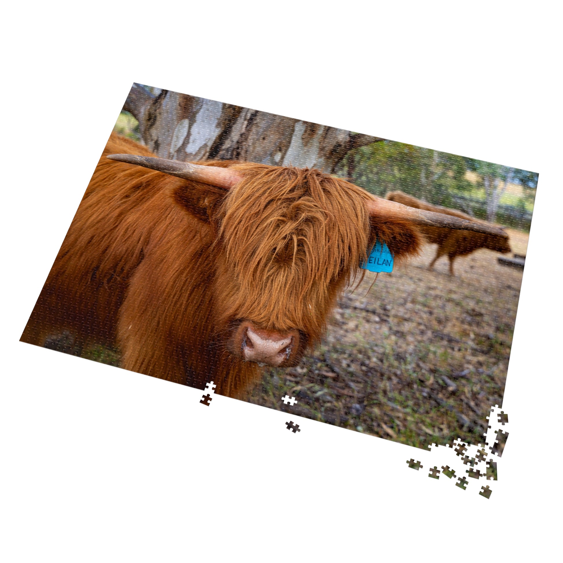 Scottish Highland Cattle Puzzle with Tin