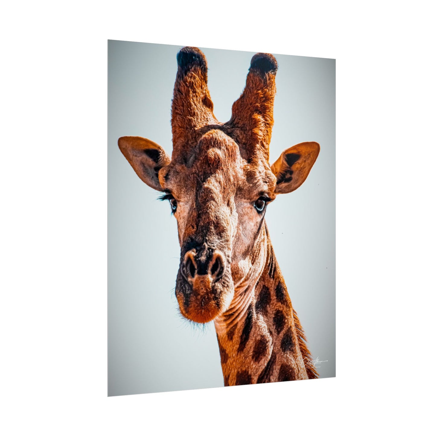 Portrait of Giraffe Poster