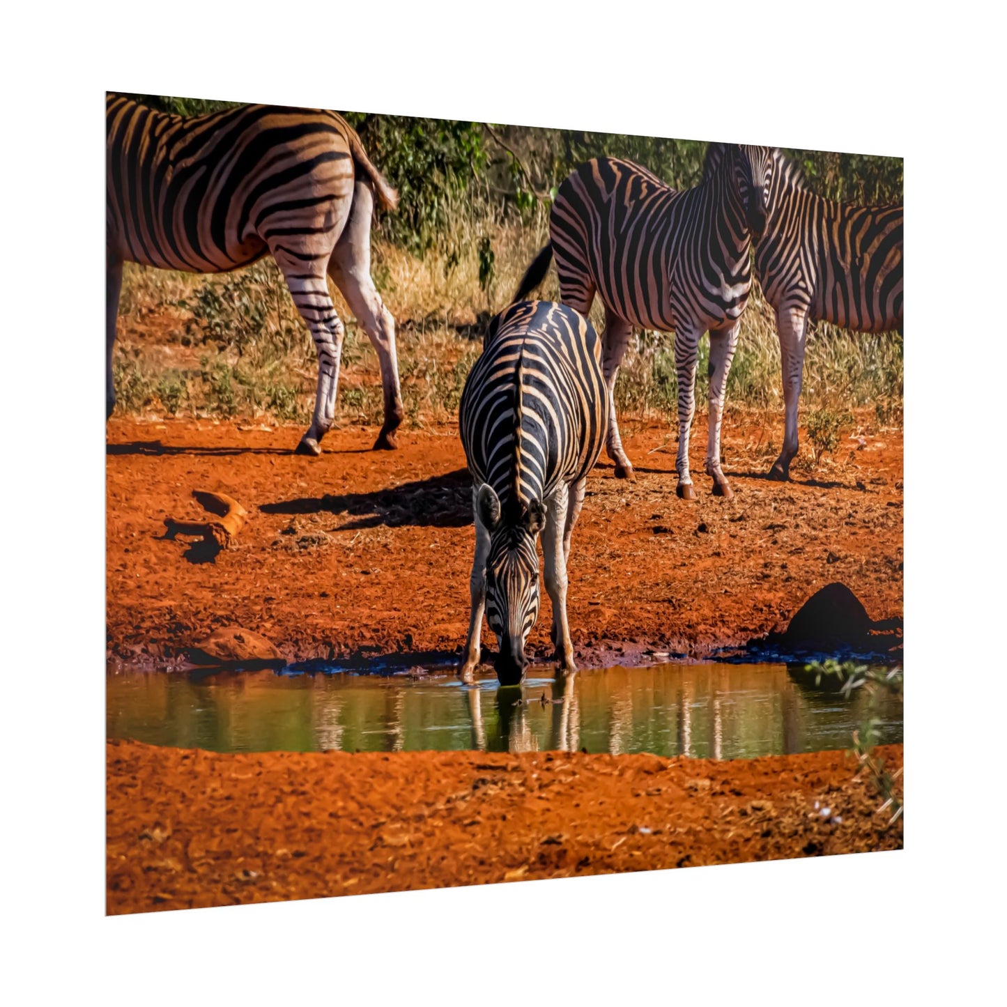 Rolled Posters - Zebra at Waterhole