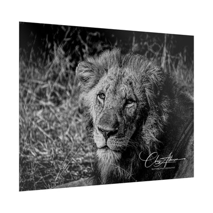 Rolled Posters - Old Lion B&W