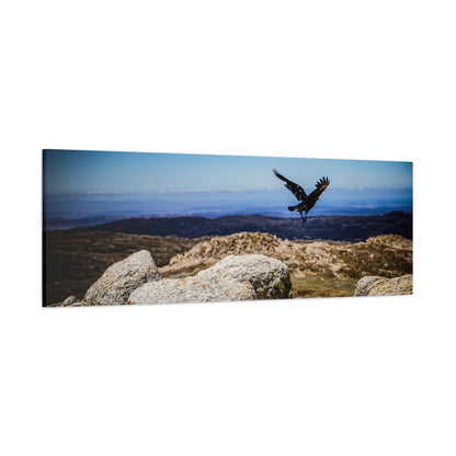 Little Raven Mt Kosciuszko Canvas Print