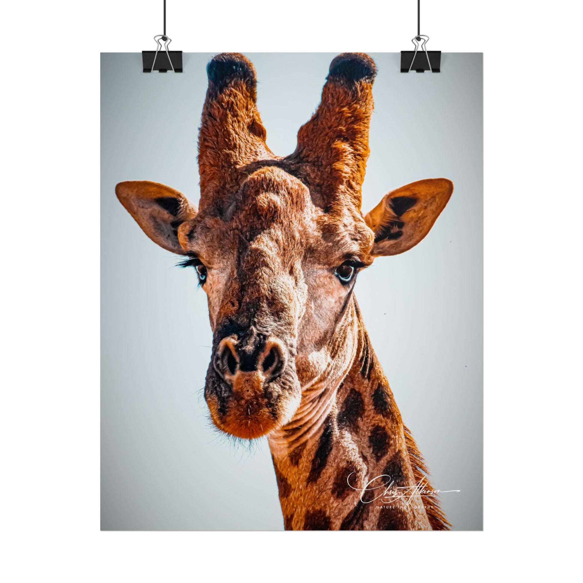 Portrait of Giraffe Poster