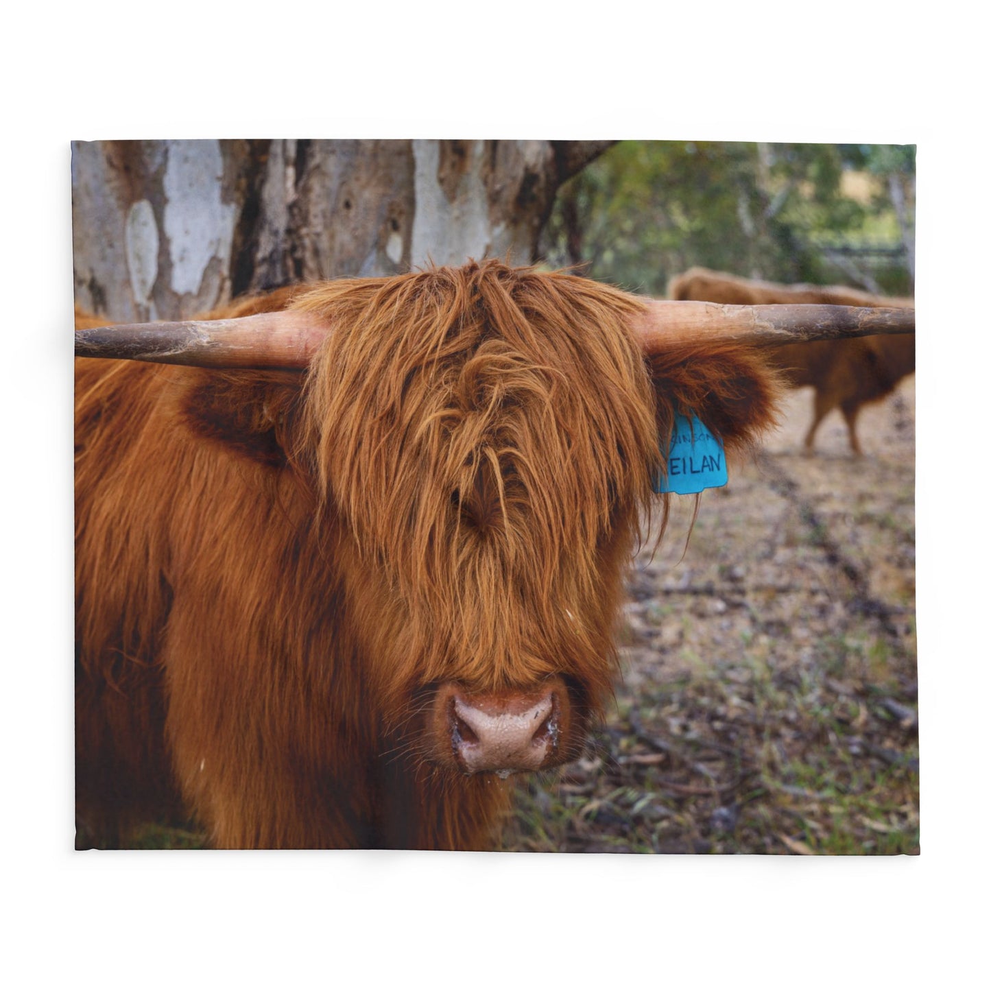 Arctic Fleece Blanket - Scottish Highland Cattle